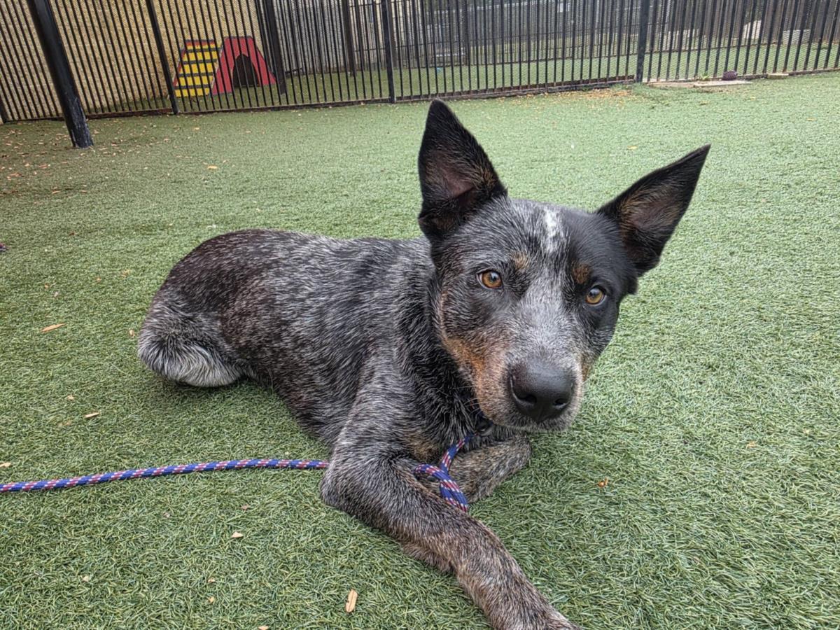 Enlarge Outlaw, a Adoptable Australian Cattle Dog / Blue Heeler in Rockwall, TX image 2/3