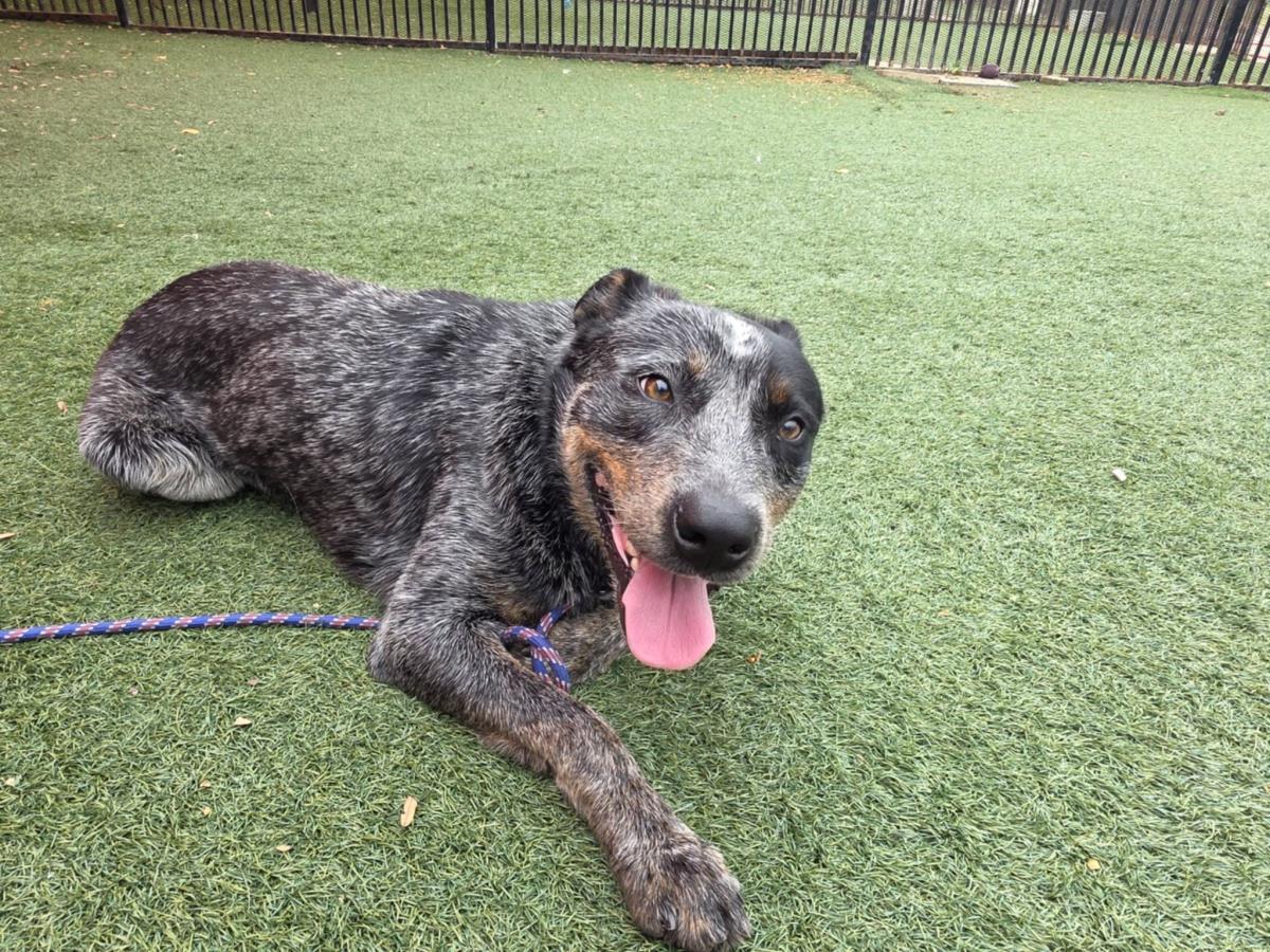 Enlarge Outlaw, a Adoptable Australian Cattle Dog / Blue Heeler in Rockwall, TX image 3/3