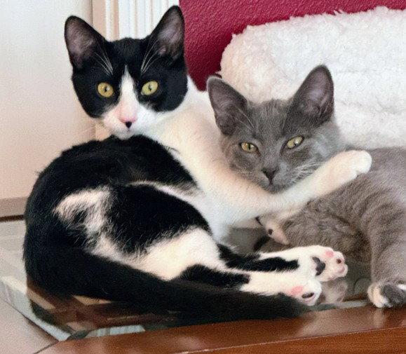 Layla & Lulu #1993 - Offered by Owner - Bonded, Adoptable, Young Female Domestic Short Hair & Tuxedo.
