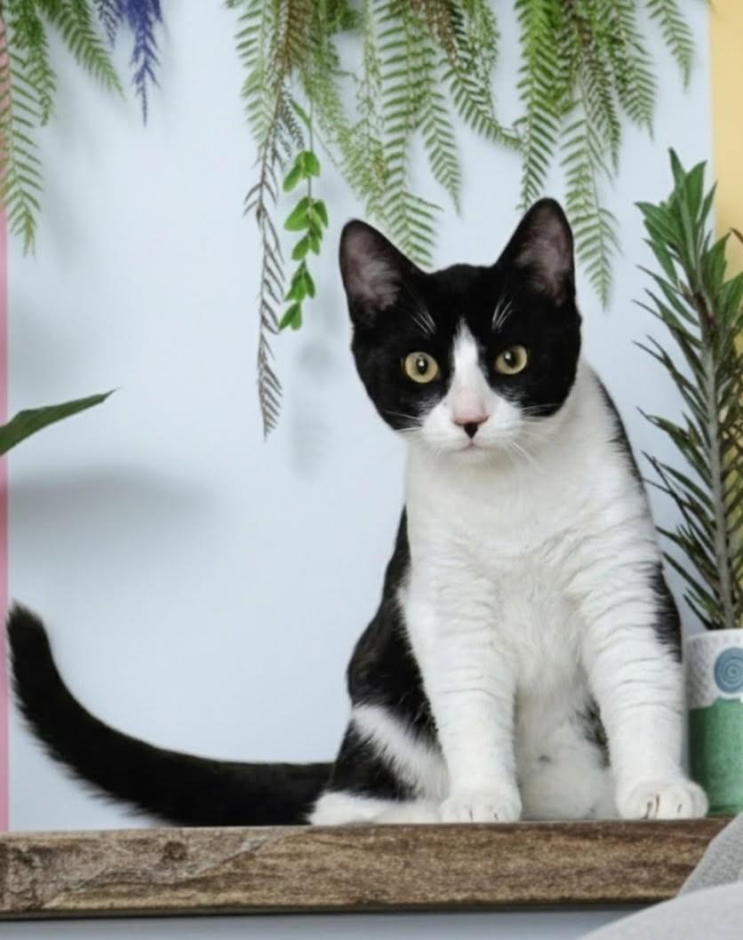 Enlarge Layla & Lulu #1993 - Offered by Owner - Bonded, a Adoptable mixed breed in Hillsboro, OR image 2/3