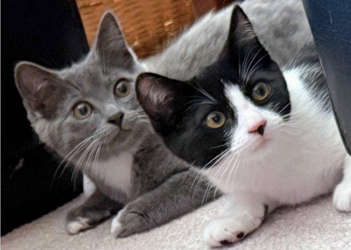 Enlarge Layla & Lulu #1993 - Offered by Owner - Bonded, a Adoptable mixed breed in Hillsboro, OR image 3/3