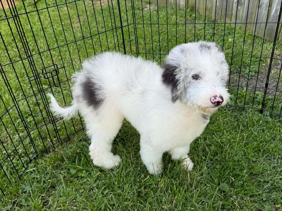 Enlarge Persephone, a Adoptable mixed breed in Columbus, OH image 1/3