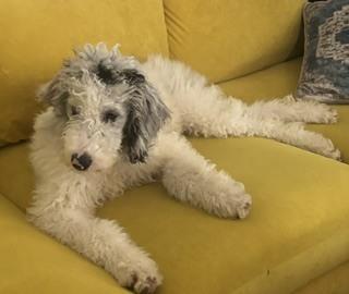 Enlarge Persephone, a Adoptable mixed breed in Columbus, OH image 2/3