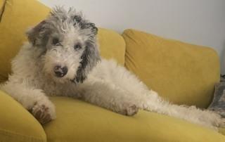 Enlarge Persephone, a Adoptable mixed breed in Columbus, OH image 3/3