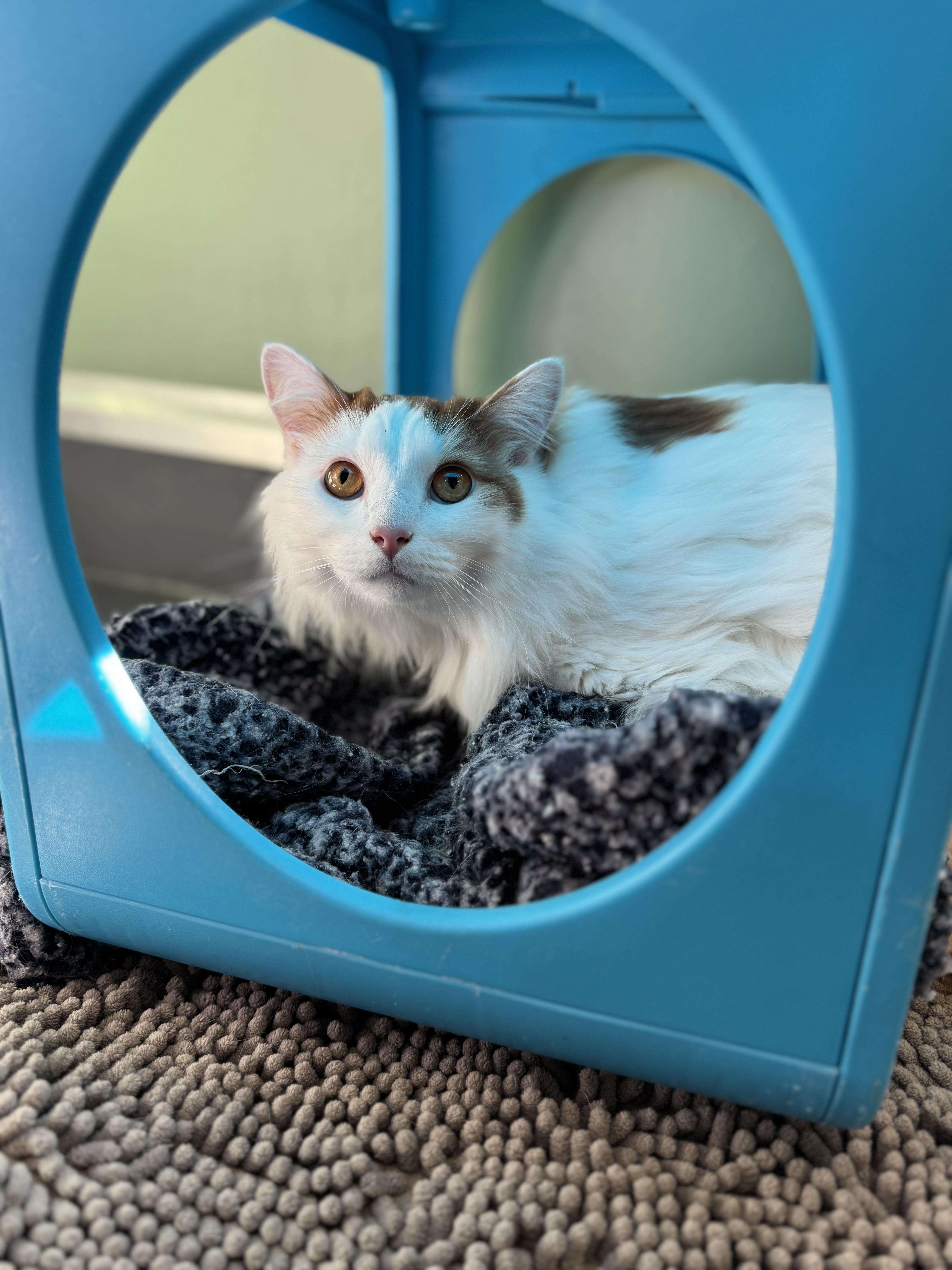 Maximus , an adoptable Domestic Long Hair in Eagle, CO image 3/3