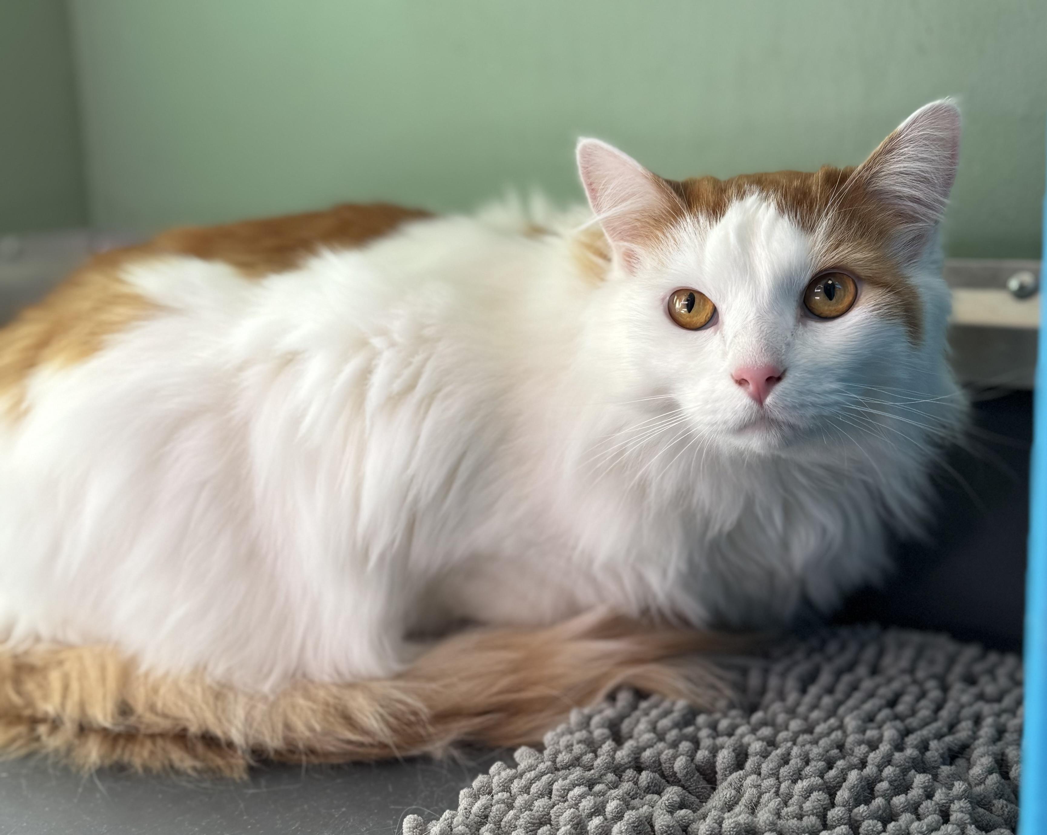 Maximus , an adoptable Domestic Long Hair in Eagle, CO image 2/3