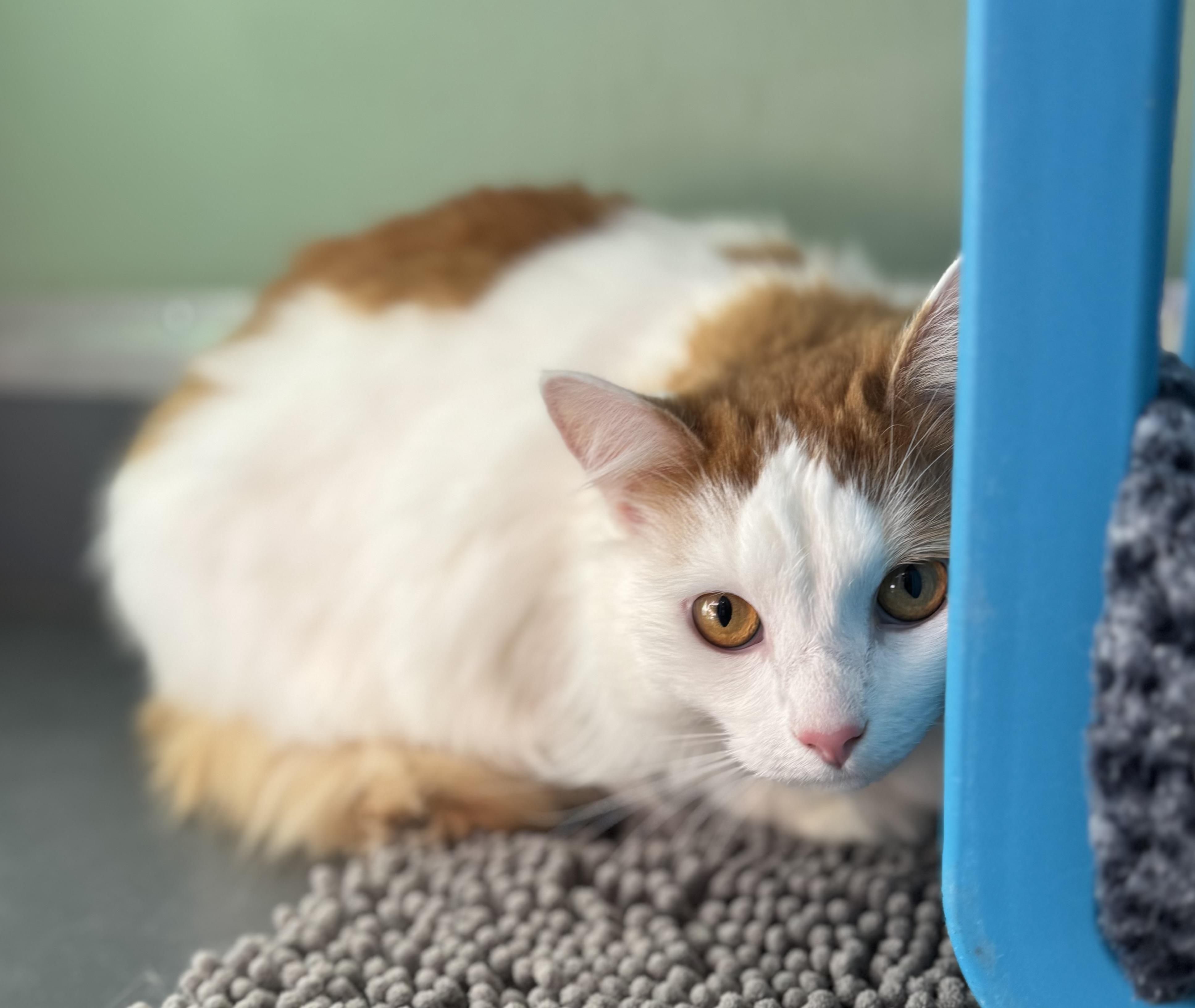 Maximus , an adoptable Domestic Long Hair in Eagle, CO image 1/3