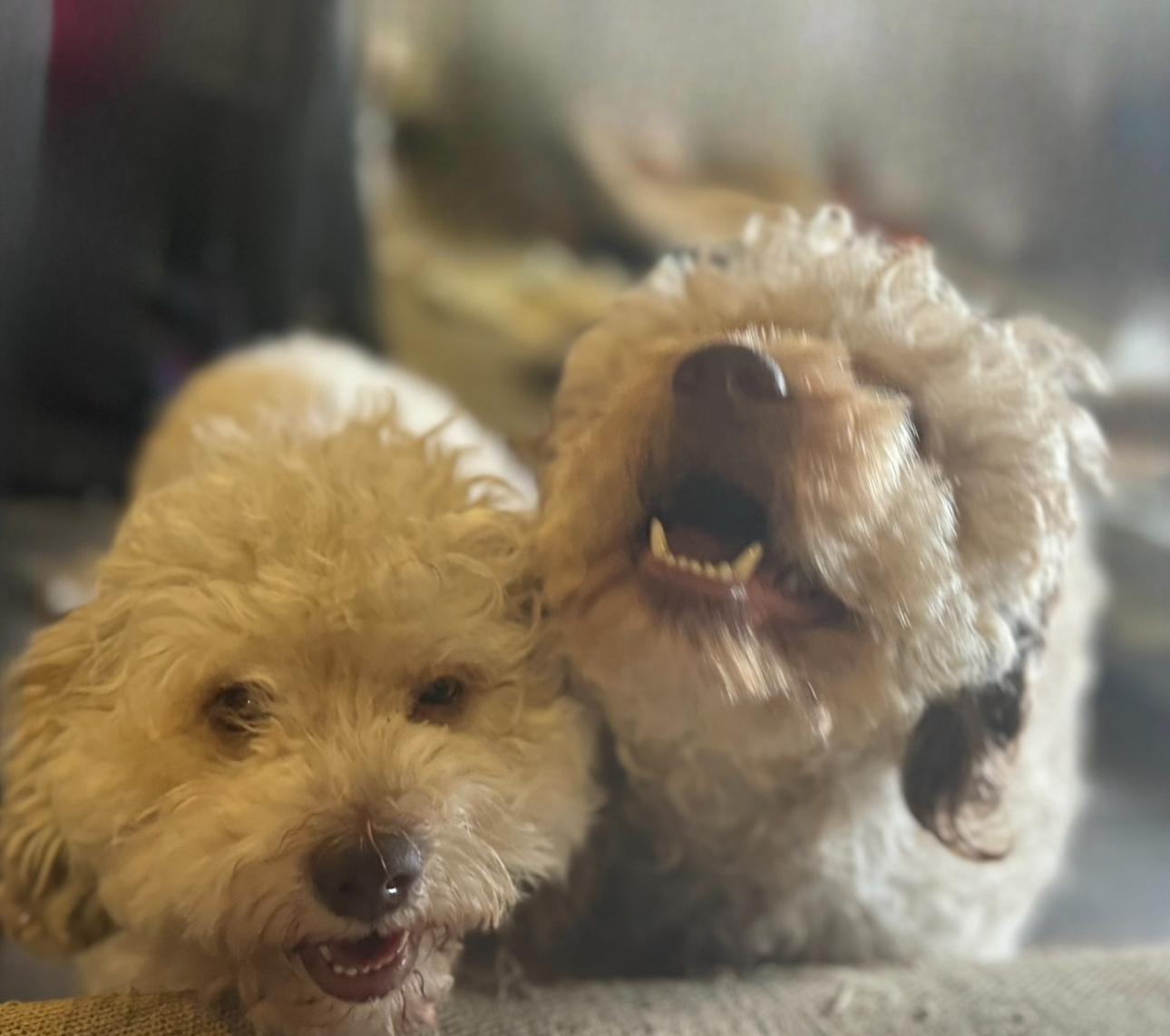 Enlarge Fritzi (bonded with April), a Adoptable mixed breed in Los Angeles, CA image 2/5