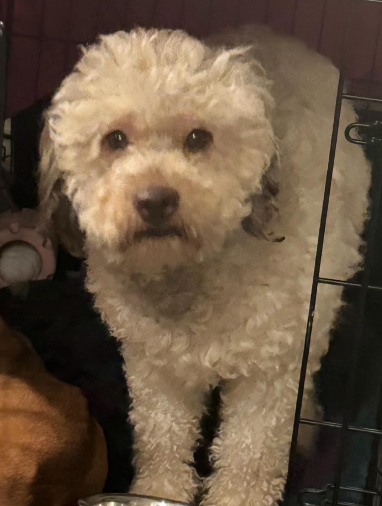 Enlarge Fritzi (bonded with April), a Adoptable mixed breed in Los Angeles, CA image 3/5