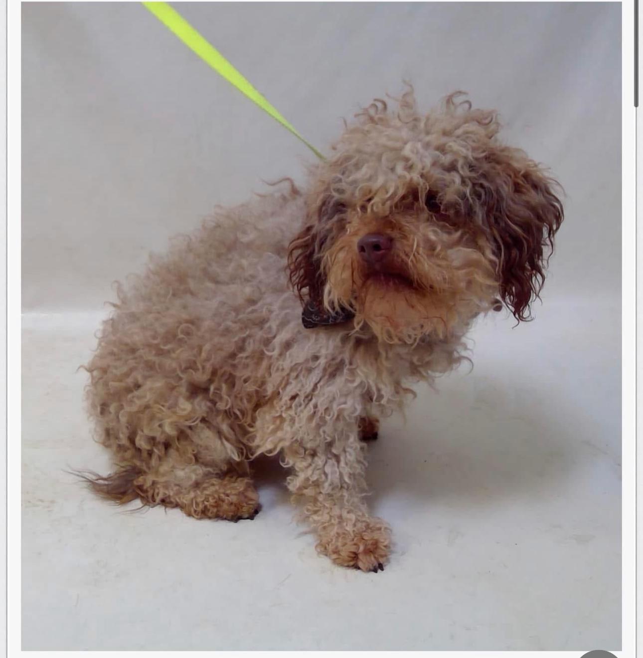 Fritzi (bonded with April), Adoptable, Adult Male Labradoodle.