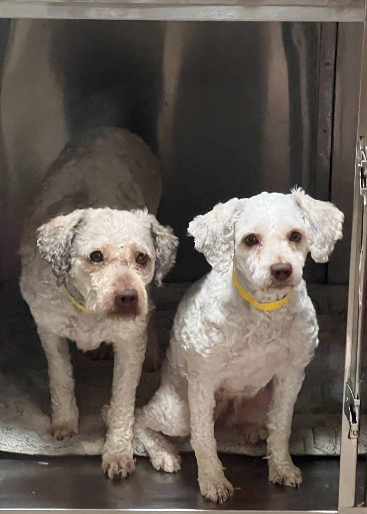 Enlarge Fritzi (bonded with April), a Adoptable mixed breed in Los Angeles, CA image 4/5