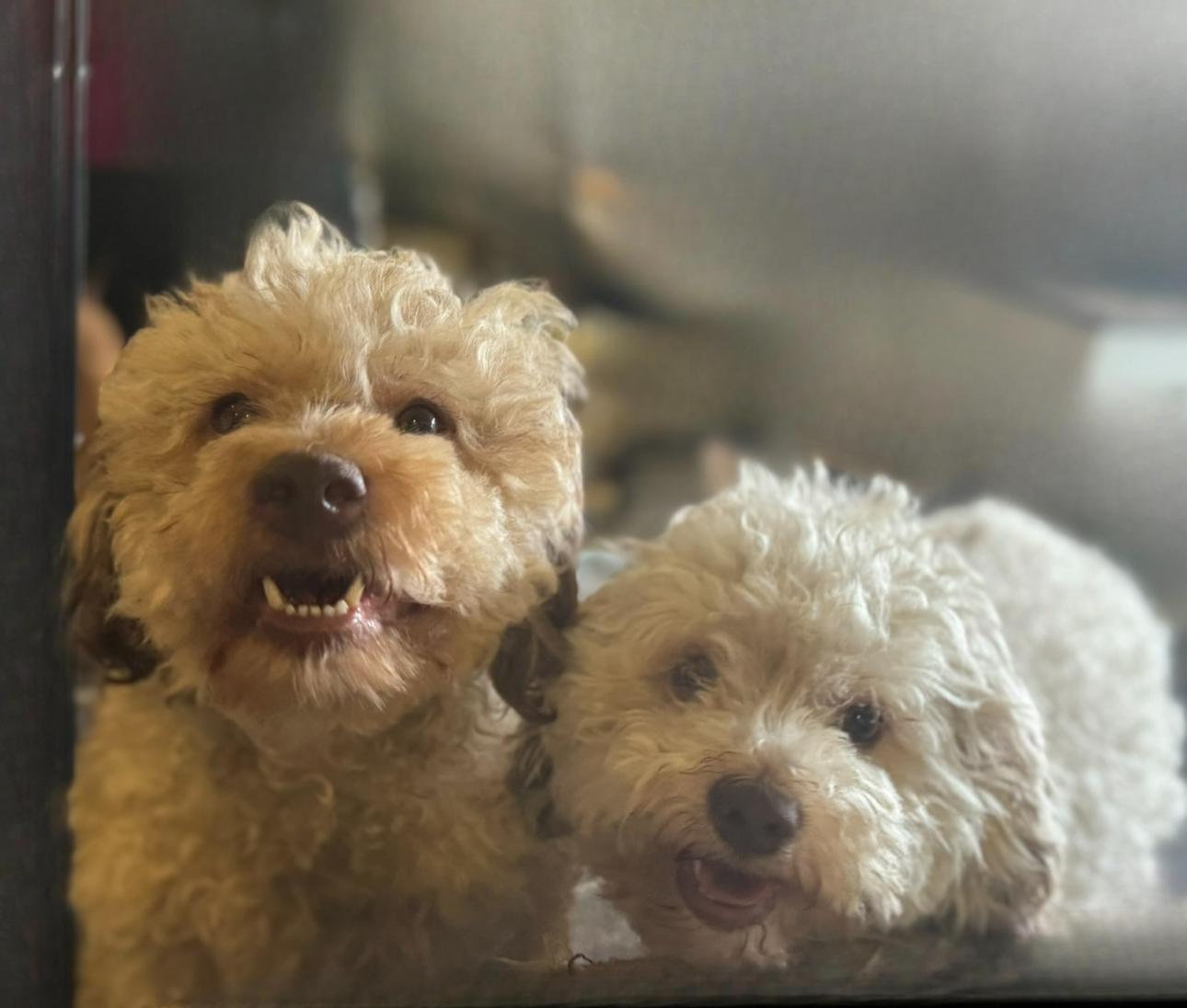 Enlarge Fritzi (bonded with April), a Adoptable mixed breed in Los Angeles, CA image 1/5