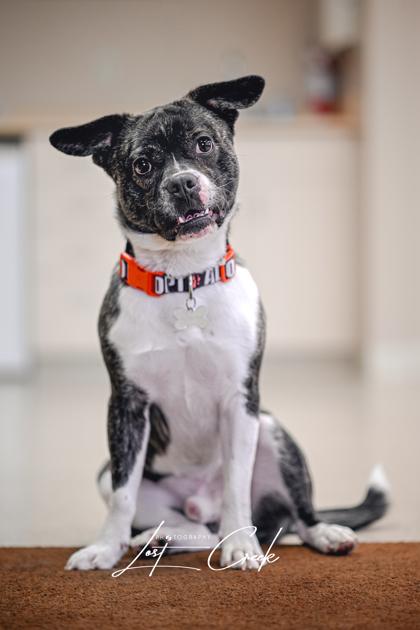 Beans, Adoptable, Adult Male French Bulldog & Australian Shepherd.