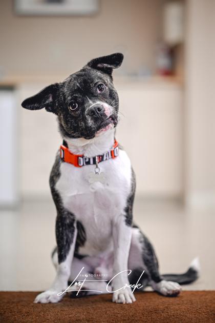 Beans — thumbnail 3