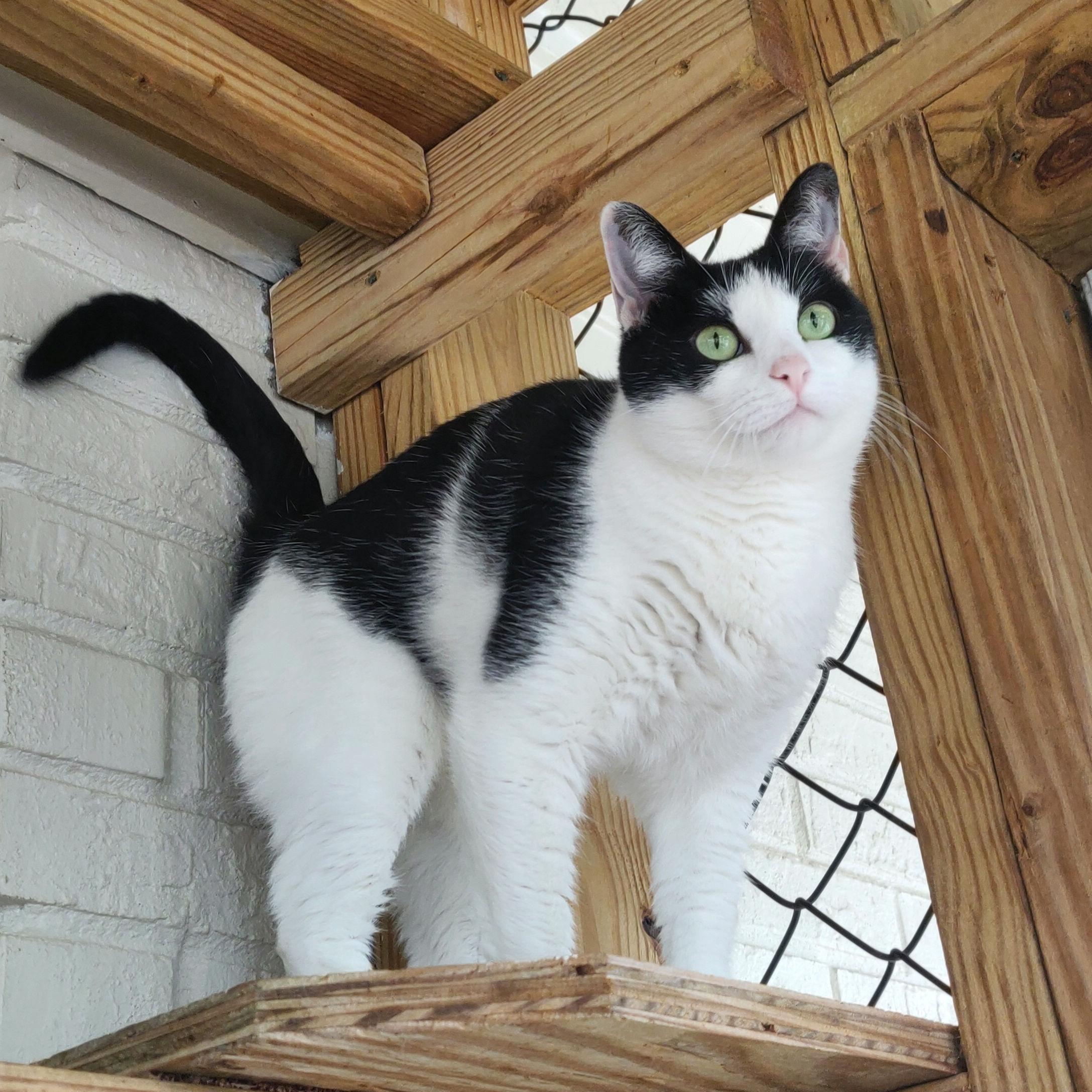 Enlarge Snooki, a Adoptable Domestic Short Hair in Fairhope, AL image 5/5