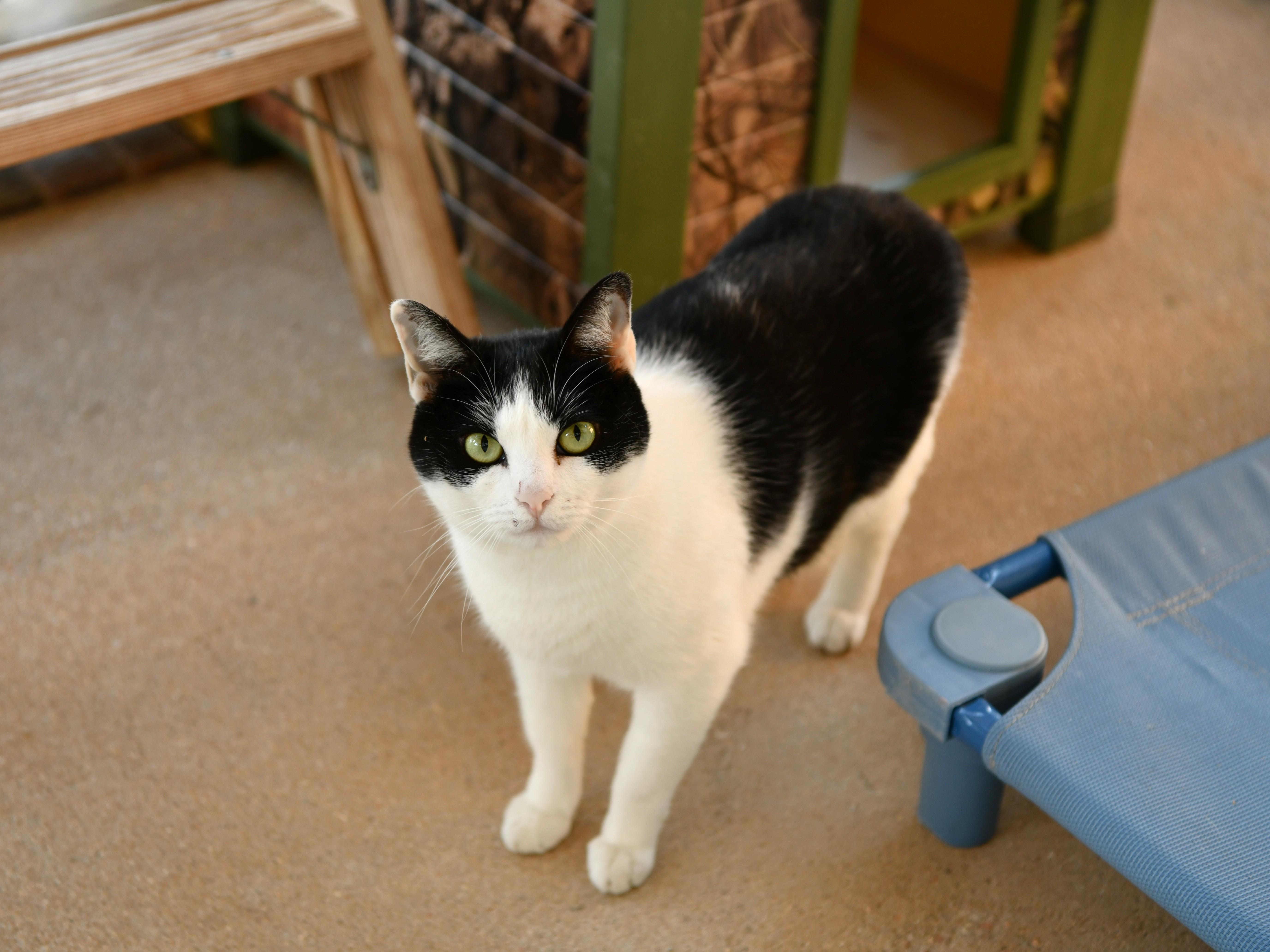 Enlarge Snooki, a Adoptable Domestic Short Hair in Fairhope, AL image 1/5