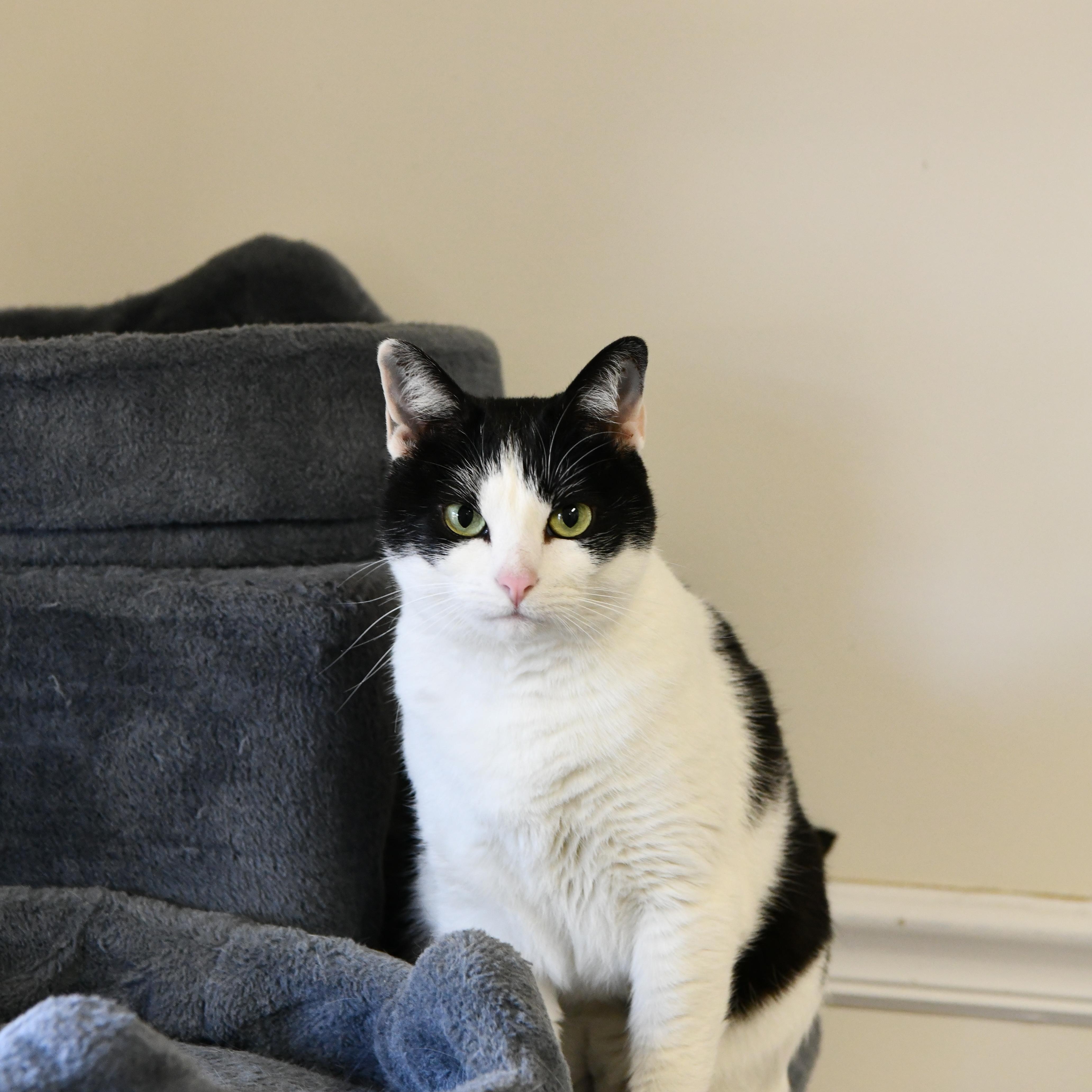 Enlarge Snooki, a Adoptable Domestic Short Hair in Fairhope, AL image 4/5
