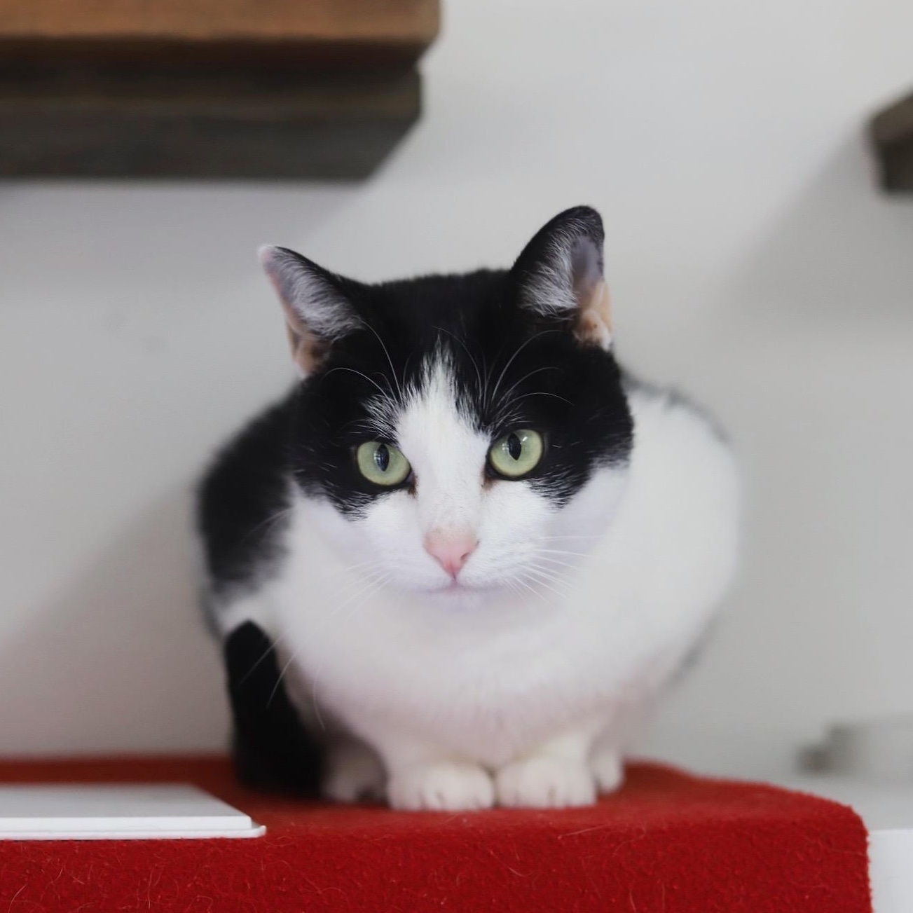 Enlarge Snooki, a Adoptable Domestic Short Hair in Fairhope, AL image 3/5