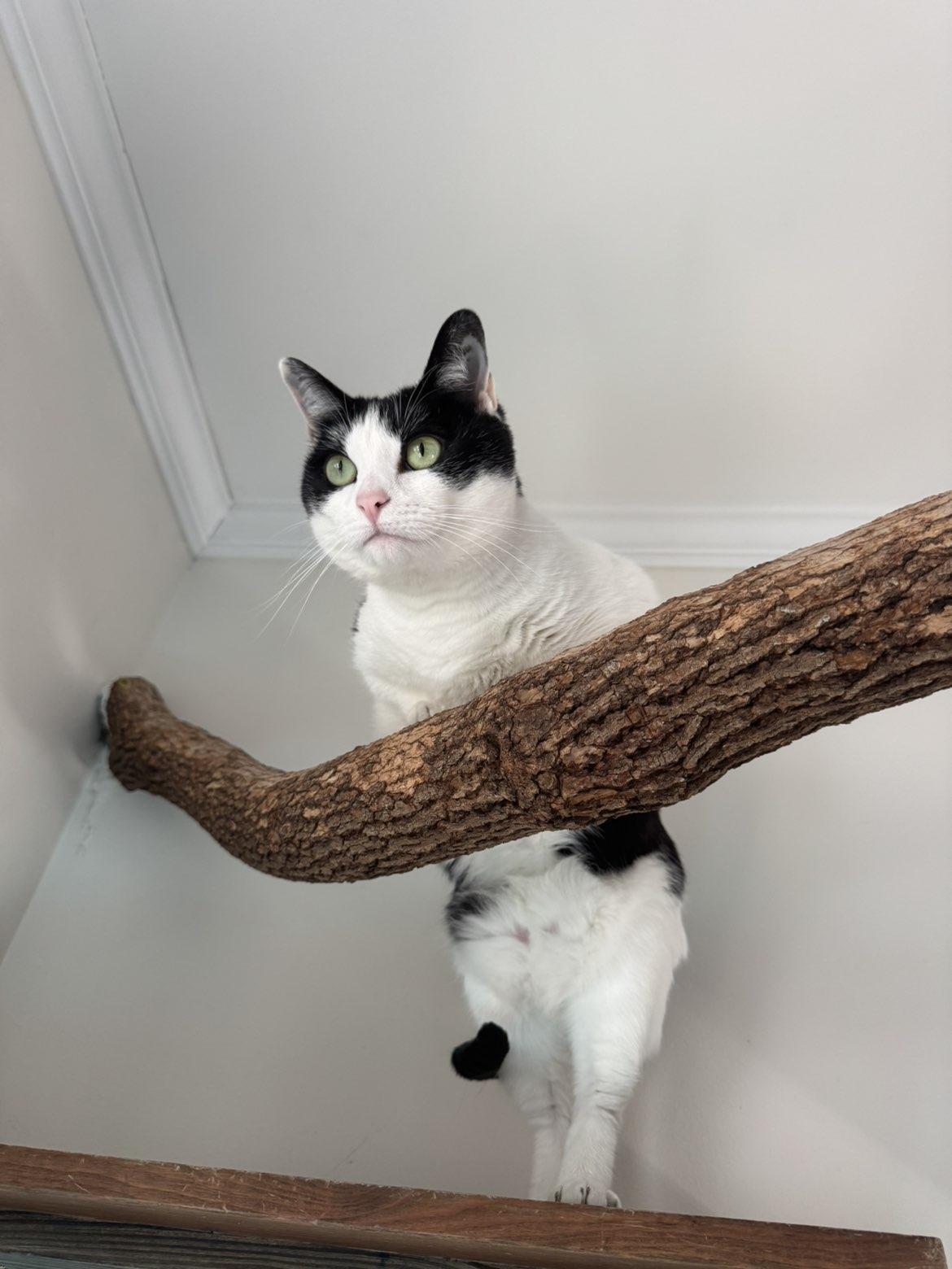 Enlarge Snooki, a Adoptable Domestic Short Hair in Fairhope, AL image 2/5