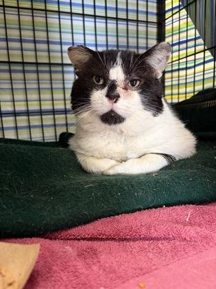 Jack, Adoptable, Adult Male Domestic Short Hair & Domestic Short Hair.