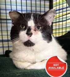 Enlarge Jack, a Adoptable mixed breed in Lowell, MA image 2/3