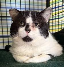 Enlarge Jack, a Adoptable mixed breed in Lowell, MA image 3/3