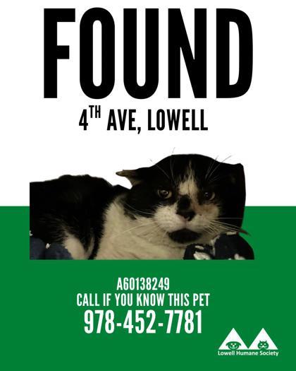 Enlarge Jack, a Adoptable mixed breed in Lowell, MA image 3/3