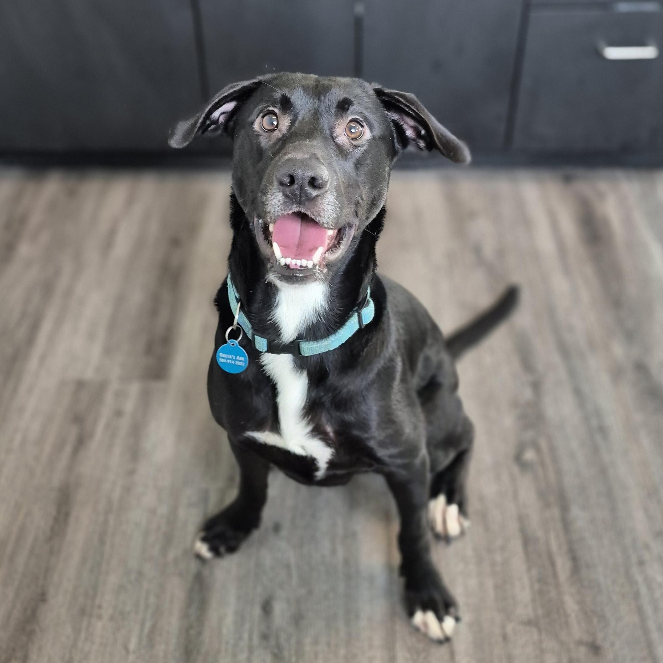 Enlarge The Rooster, a Adoptable mixed breed in metairie, LA image 3/5