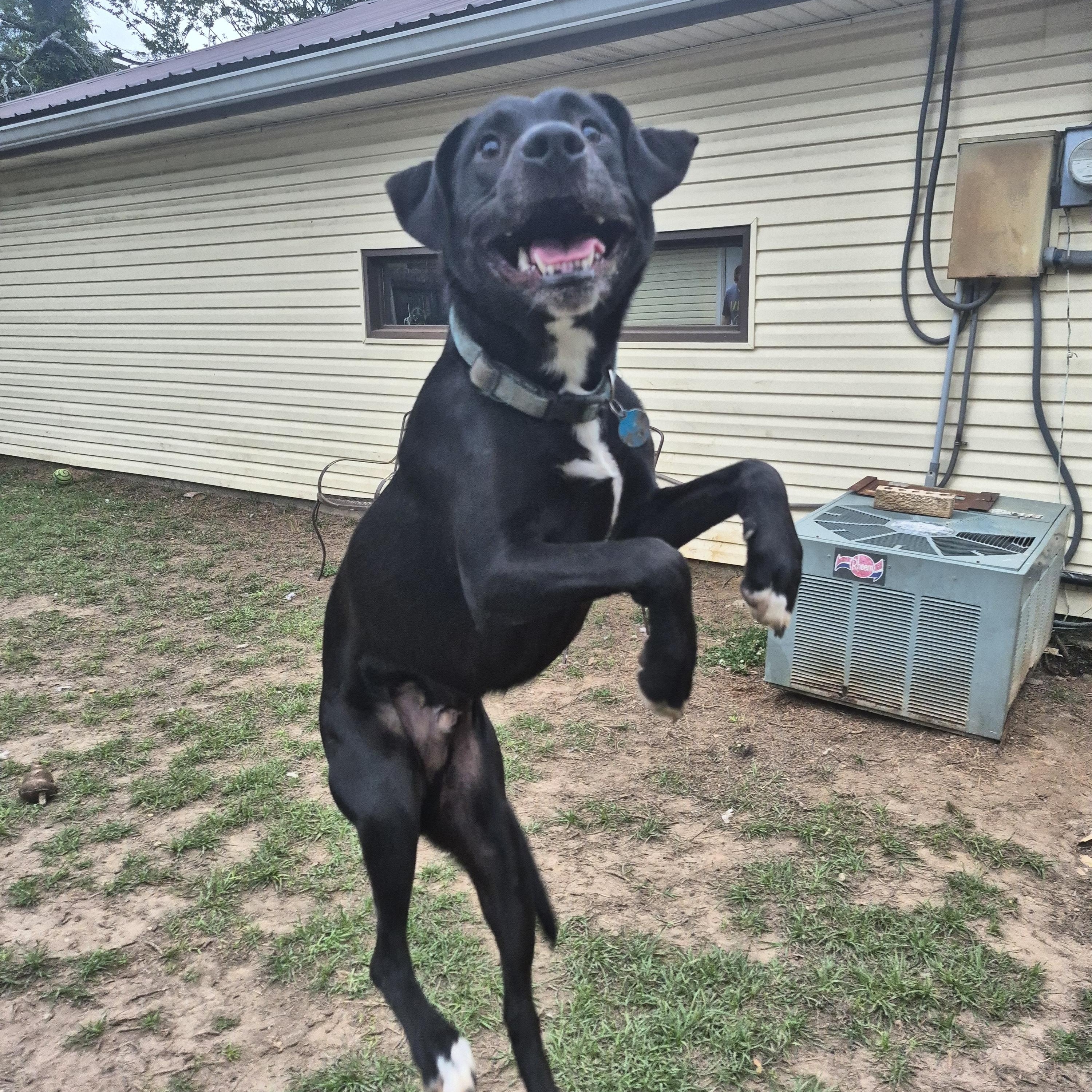 Enlarge The Rooster, a Adoptable mixed breed in metairie, LA image 2/5