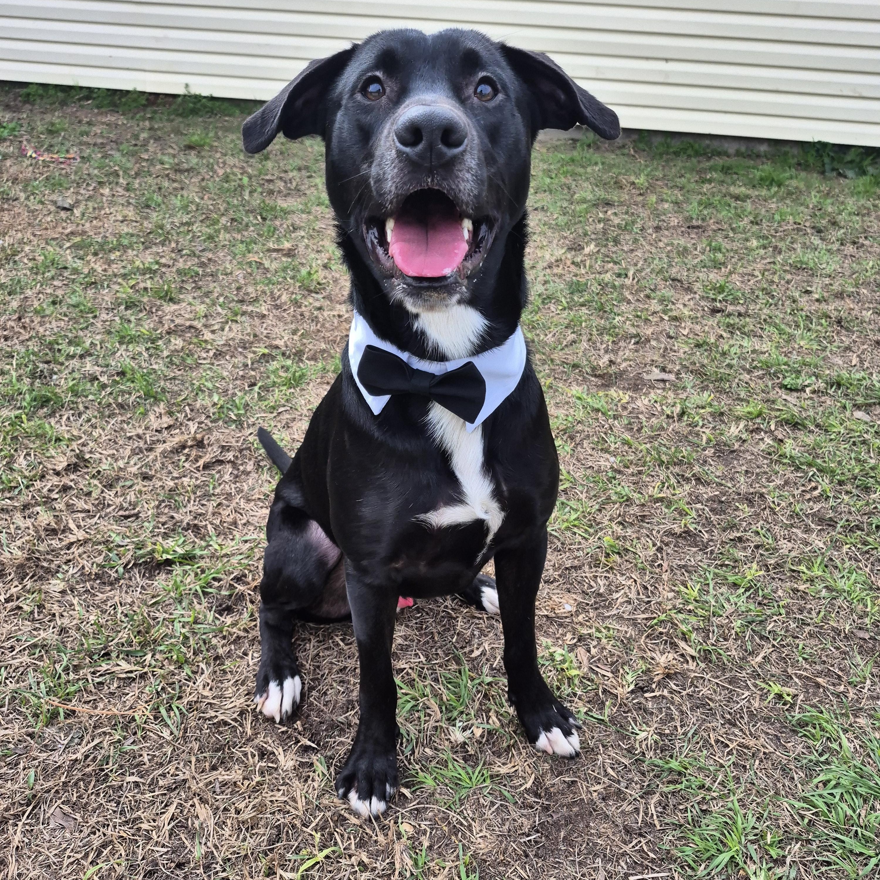 Enlarge The Rooster, a Adoptable mixed breed in metairie, LA image 5/5