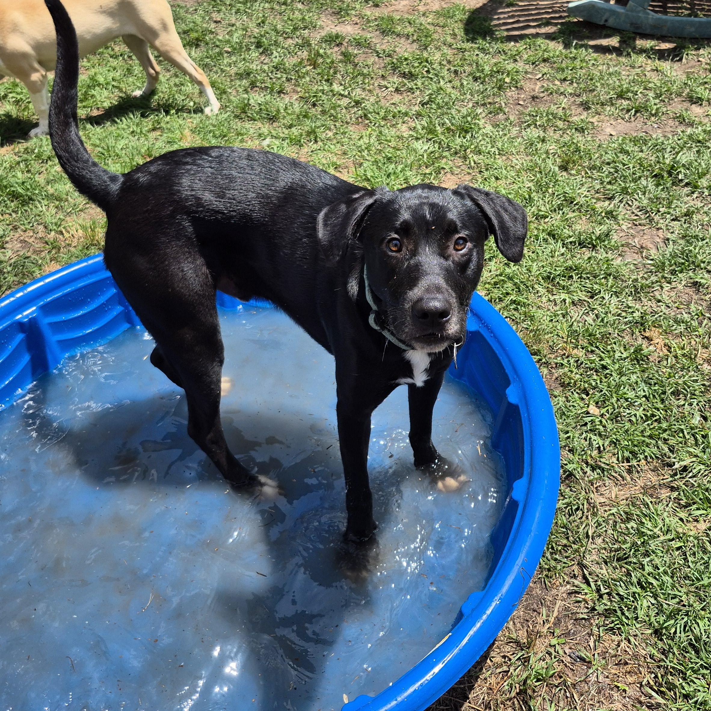 Enlarge The Rooster, a Adoptable mixed breed in metairie, LA image 1/5