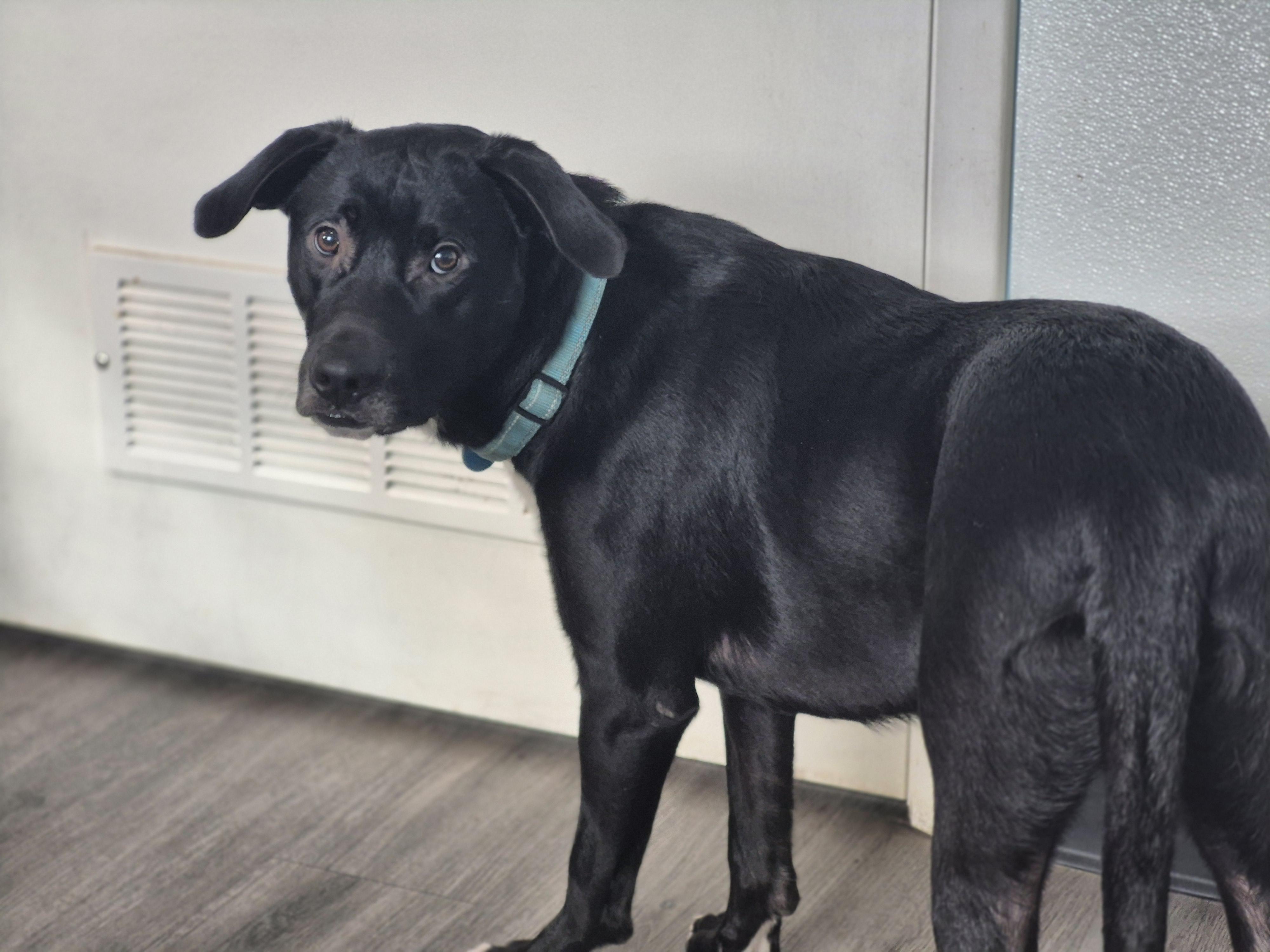 Enlarge The Rooster, a Adoptable mixed breed in metairie, LA image 4/5
