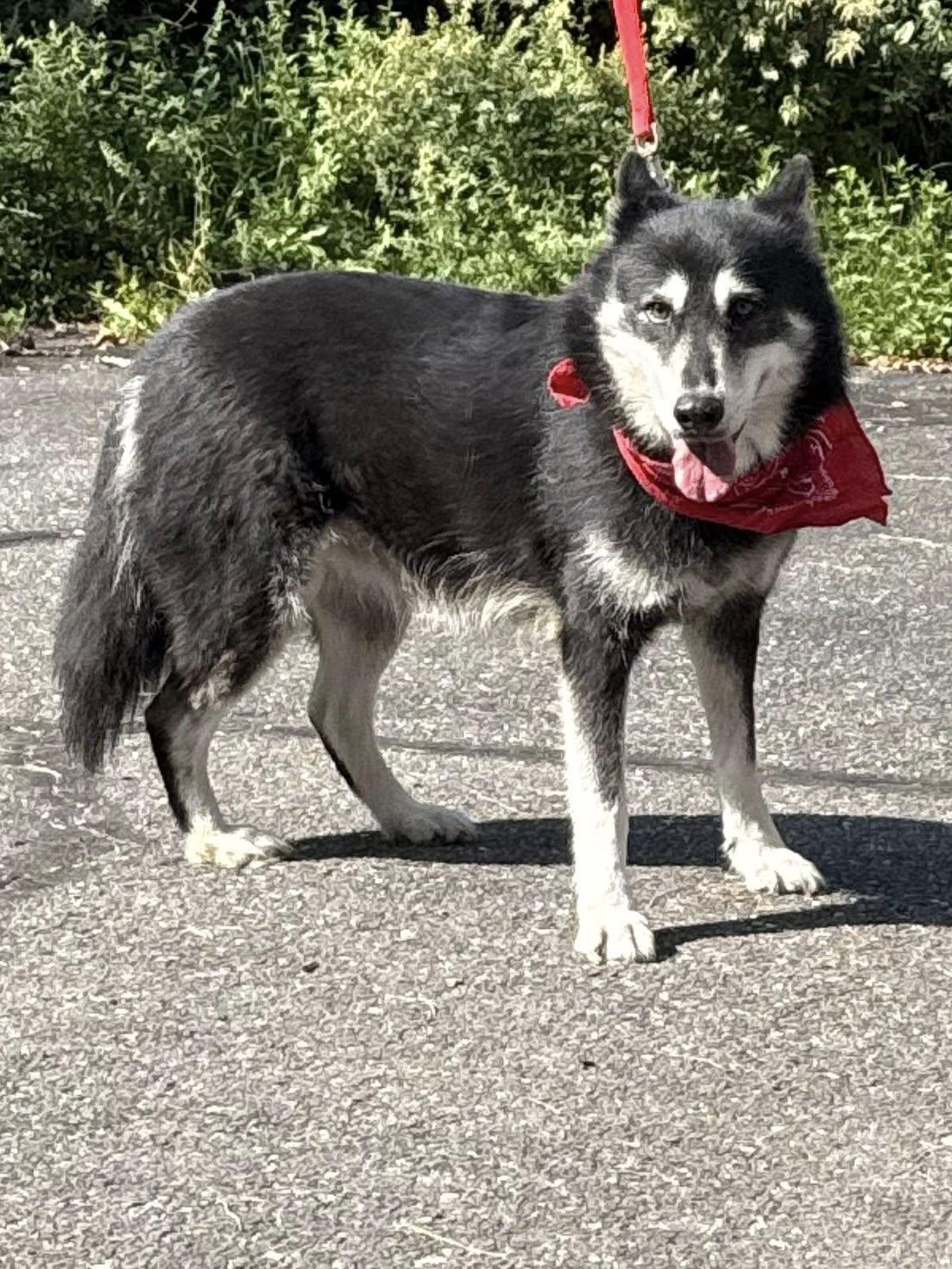Archie