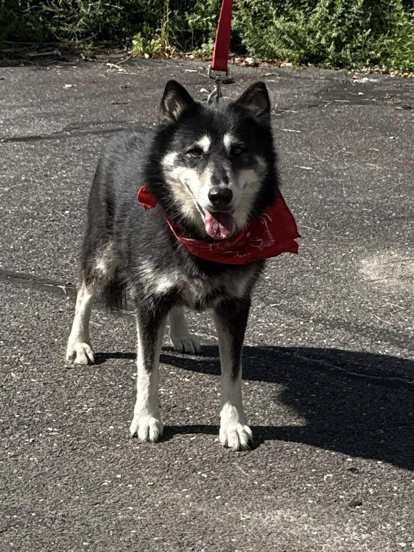 Archie