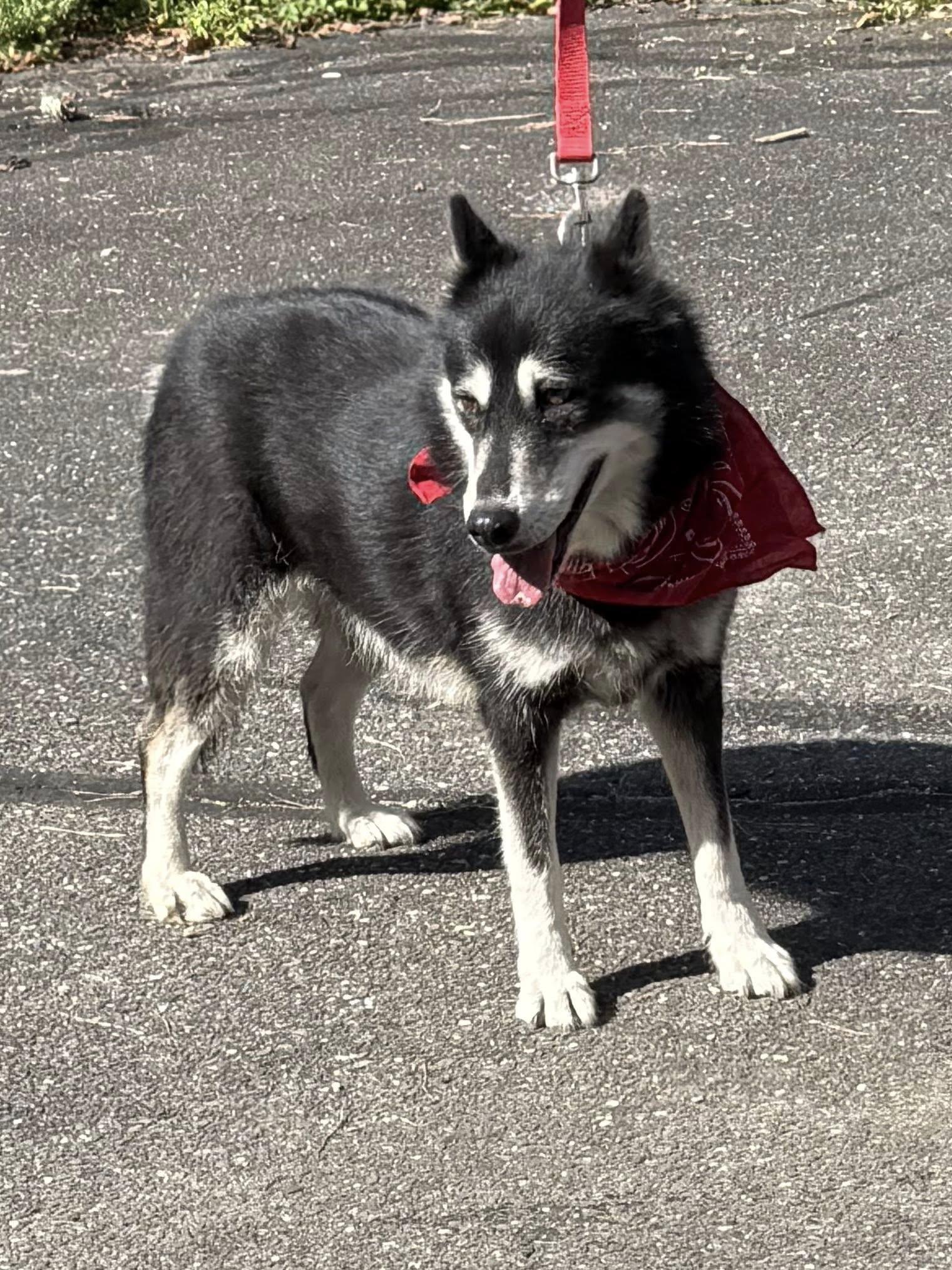 Archie