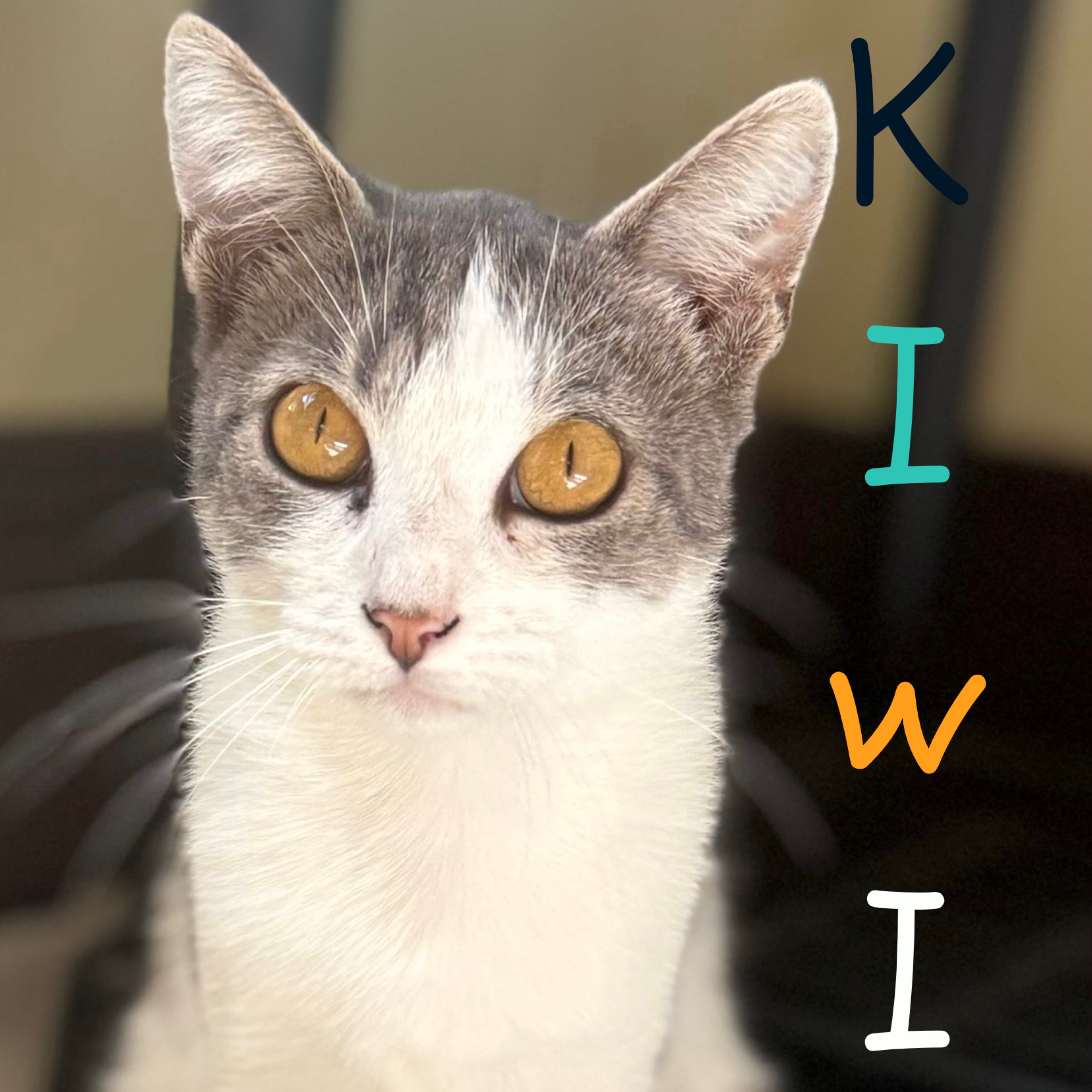 KIWI