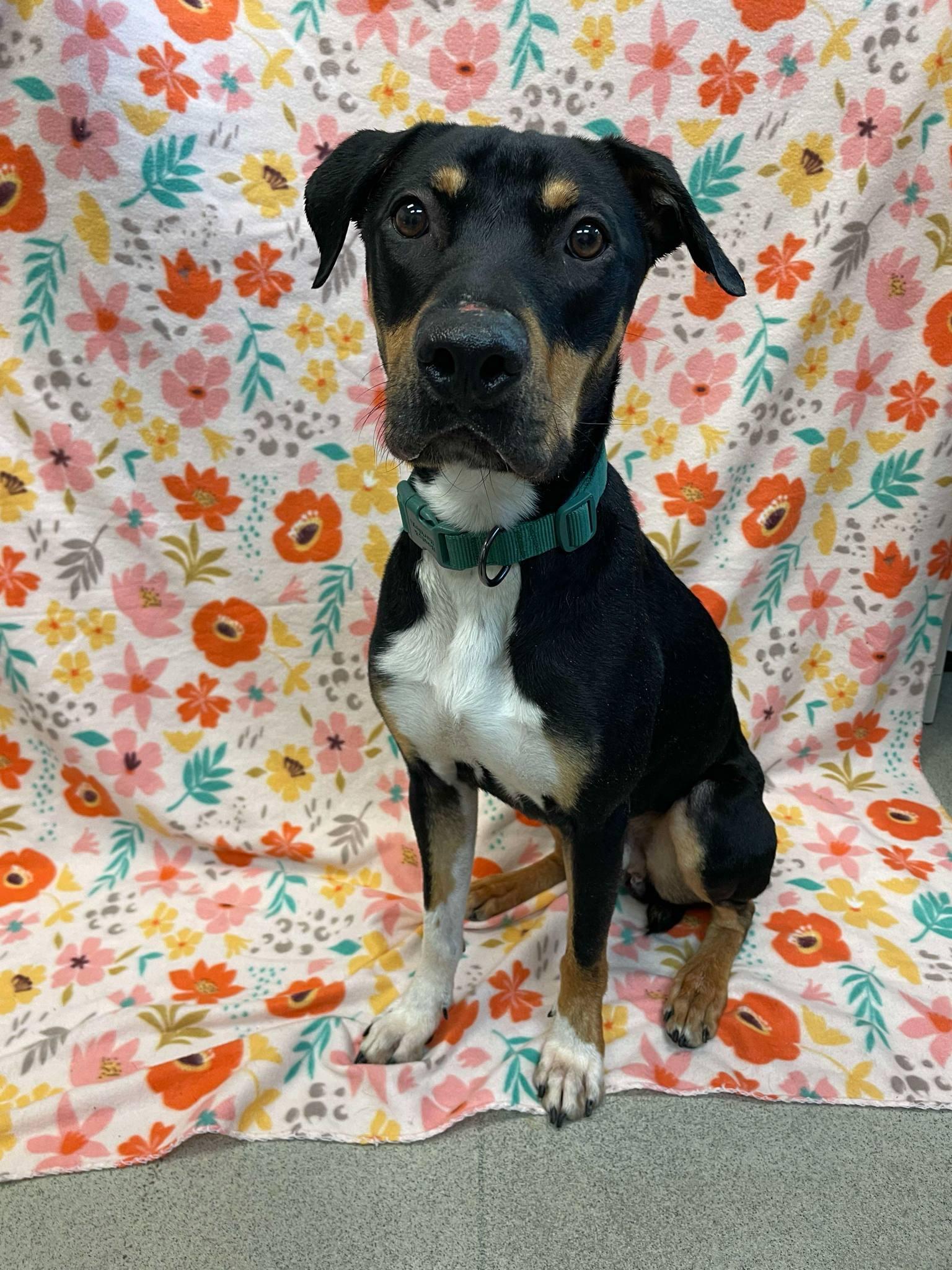 Enlarge Ollie, a Adoptable mixed breed in Waterloo, IA image 3/6