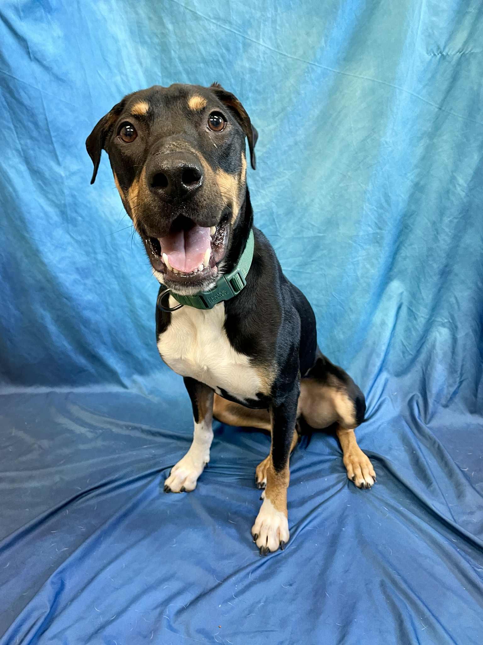 Ollie, an adoptable Doberman Pinscher in Waterloo, IA, 50703 | Photo Image 5