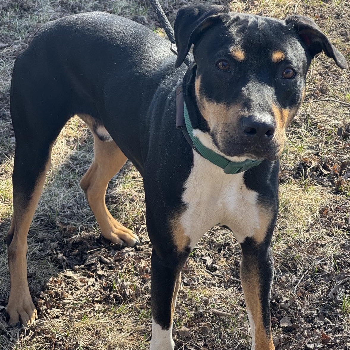 Ollie, Adoptable, Adult Male Doberman Pinscher.