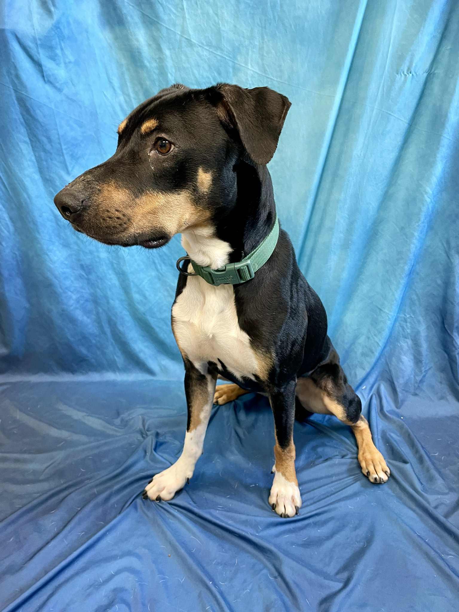 Ollie, an adoptable Doberman Pinscher in Waterloo, IA, 50703 | Photo Image 6