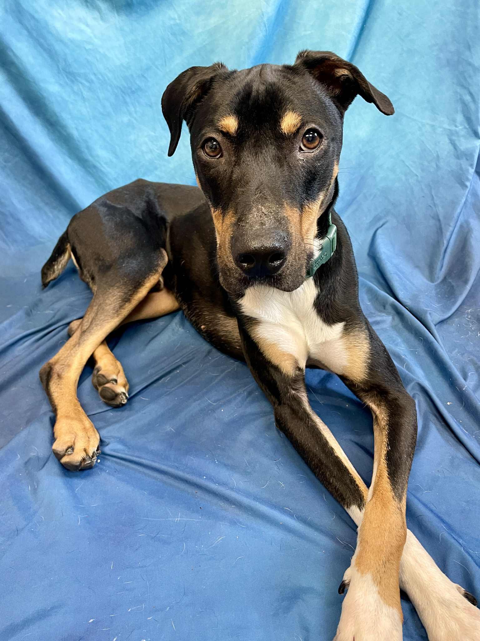 Ollie, an adoptable Doberman Pinscher in Waterloo, IA, 50703 | Photo Image 4