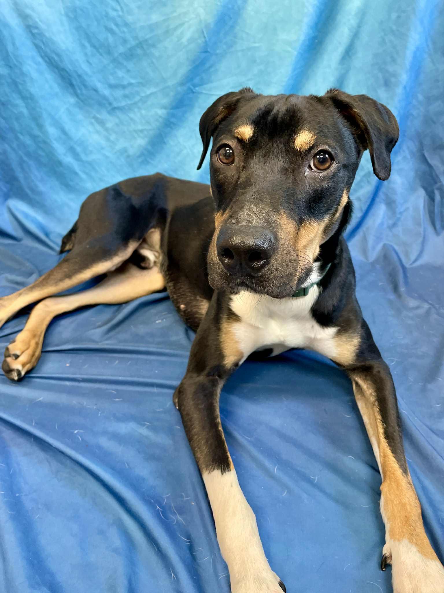 Enlarge Ollie, a Adoptable mixed breed in Waterloo, IA image 1/6