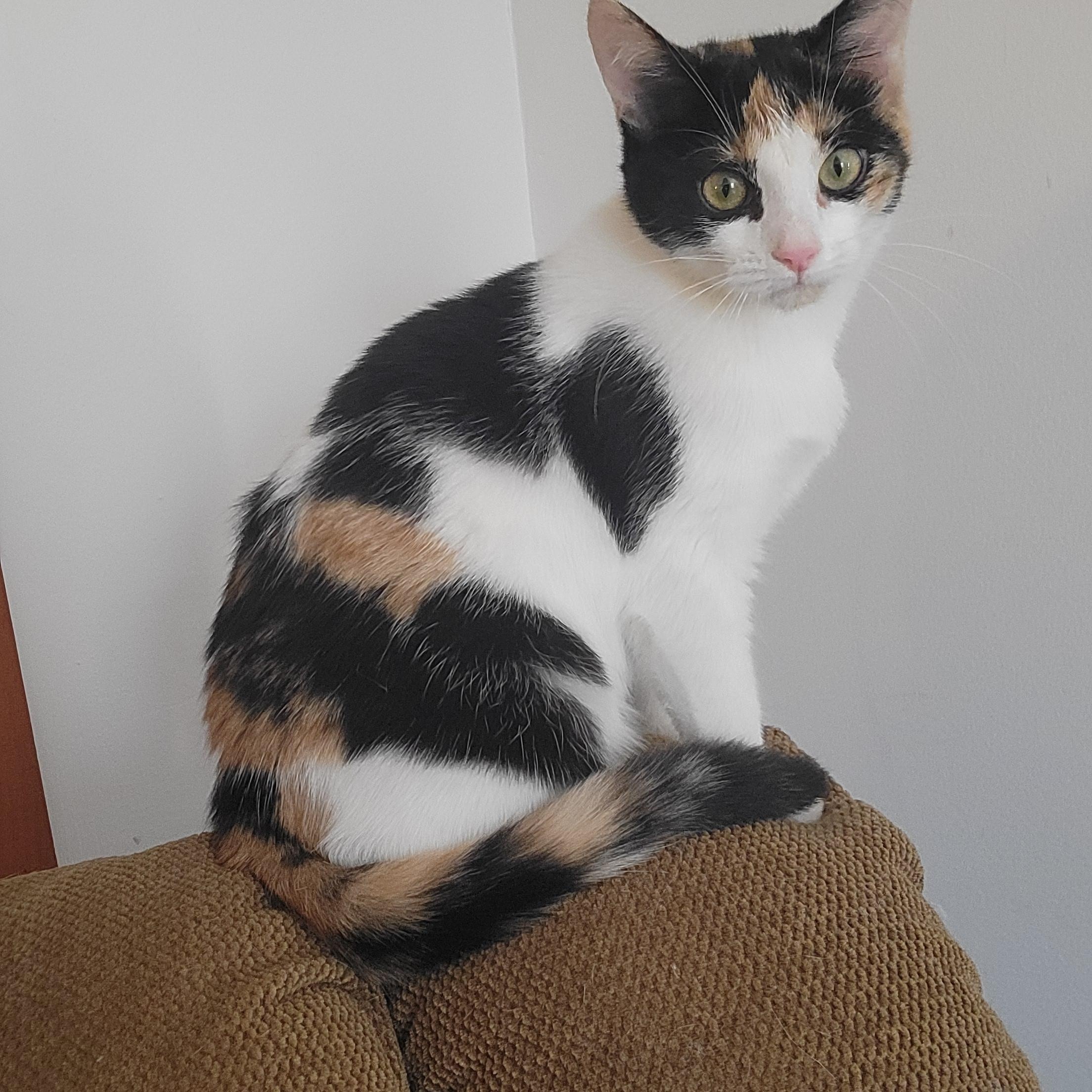 Enlarge Blossom and Bubbles, an adopted American Shorthair in Canandaigua, NY image 3/4