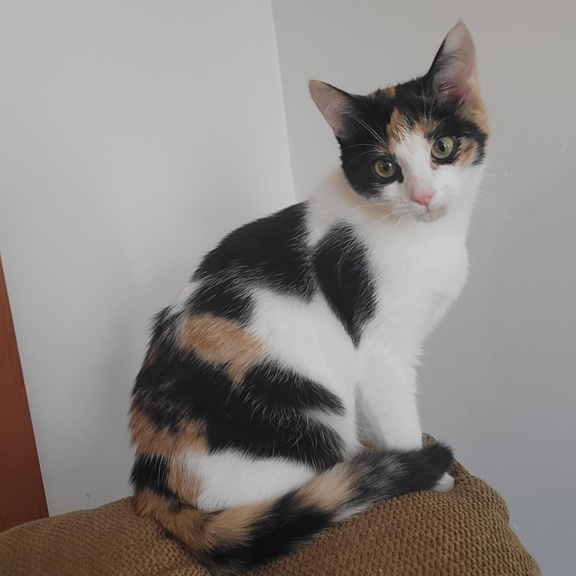 Enlarge Blossom and Bubbles, an adopted American Shorthair in Canandaigua, NY image 2/4