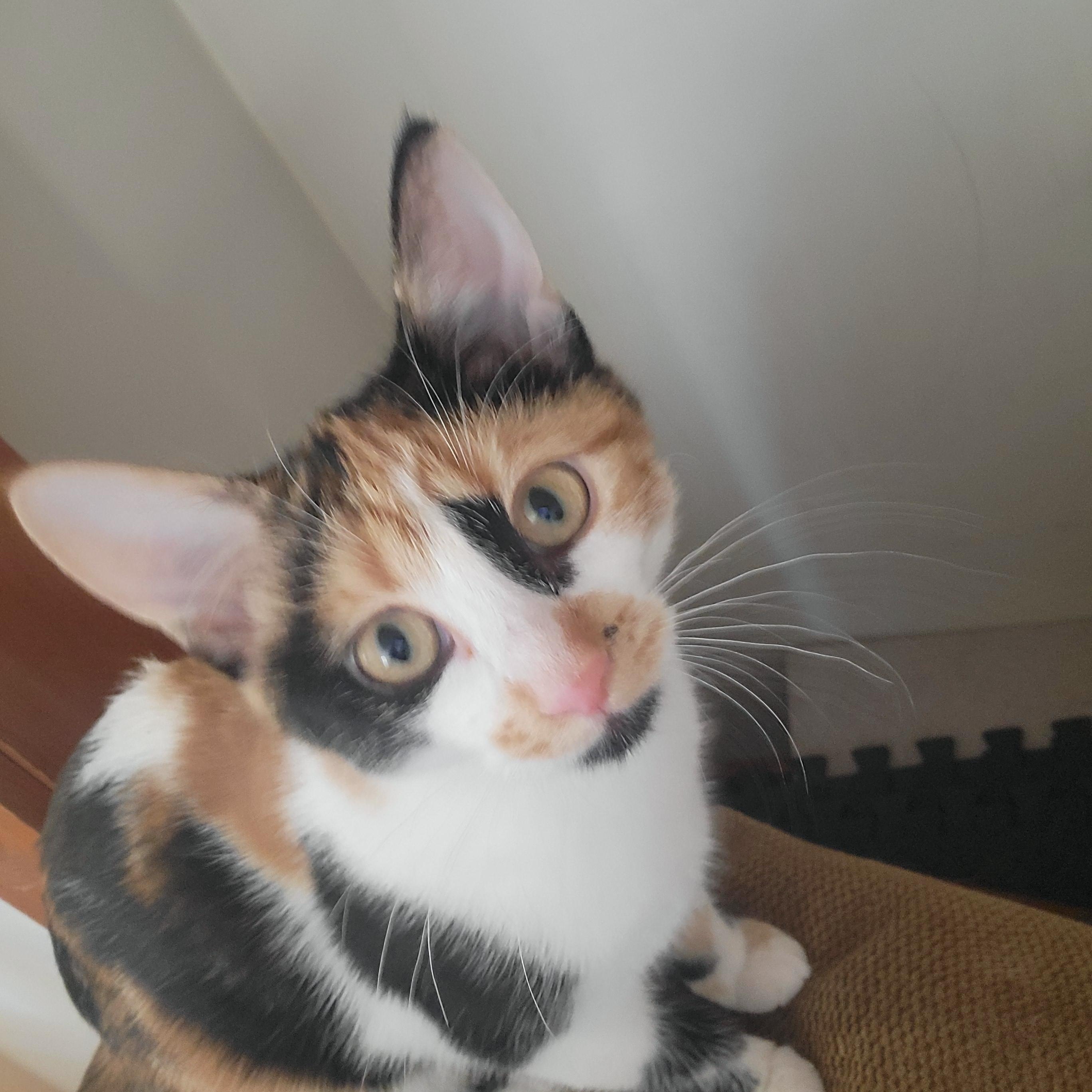 Enlarge Blossom and Bubbles, an adopted American Shorthair in Canandaigua, NY image 4/4