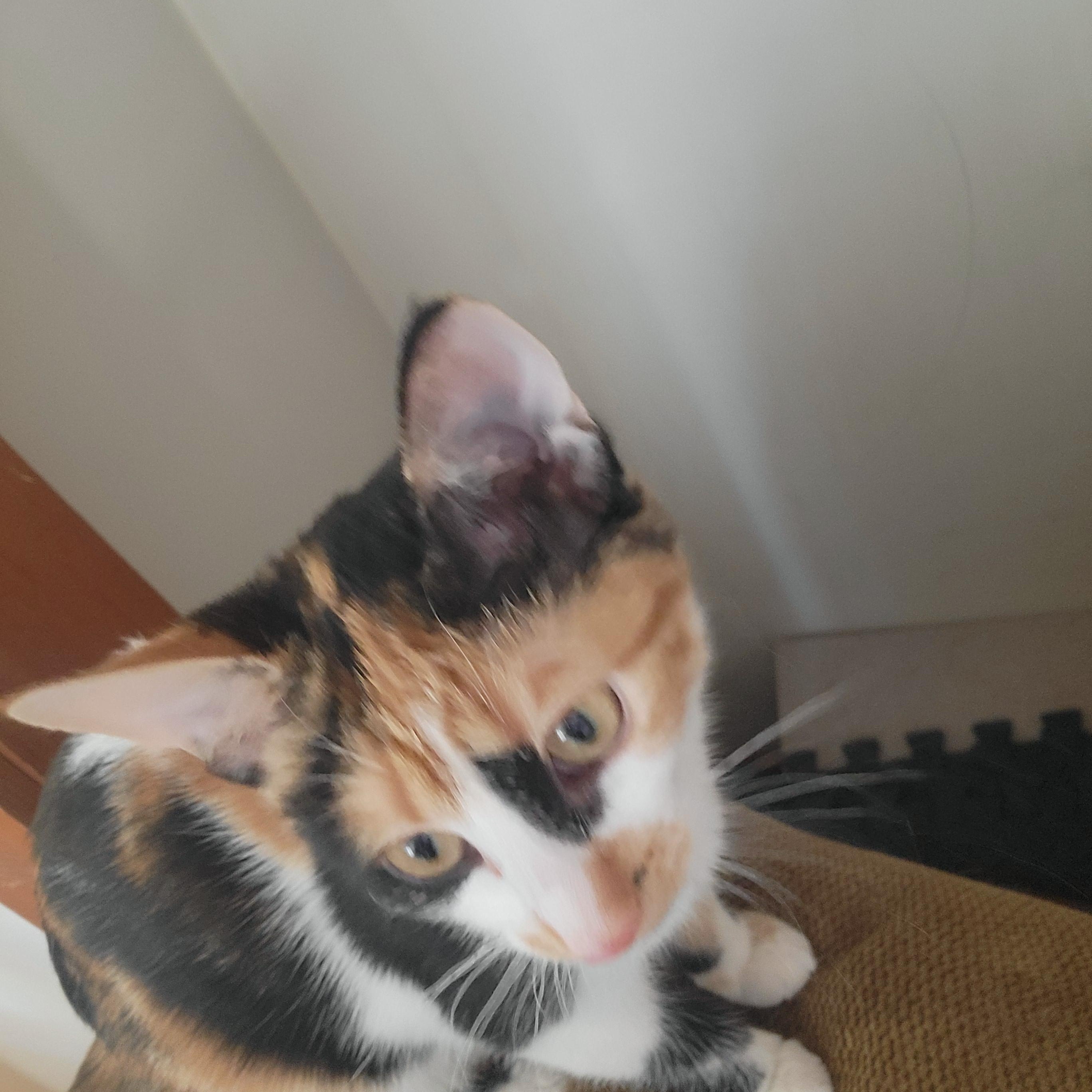 Blossom and Bubbles, ADOPTABLE, Kitten Female American Shorthair.