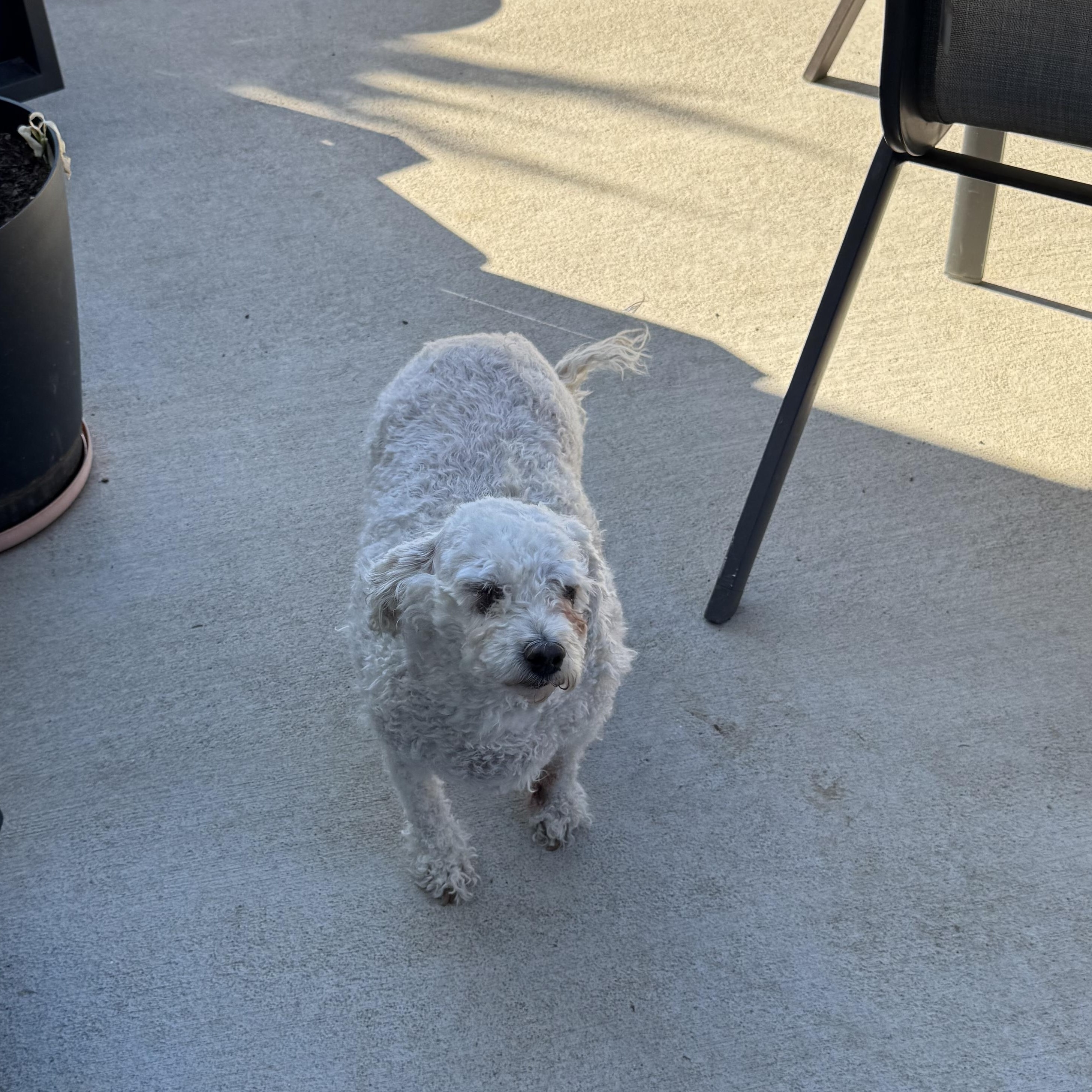 Enlarge Princess Buttercup, a Adoptable Miniature Poodle in Loveland, CO image 3/4