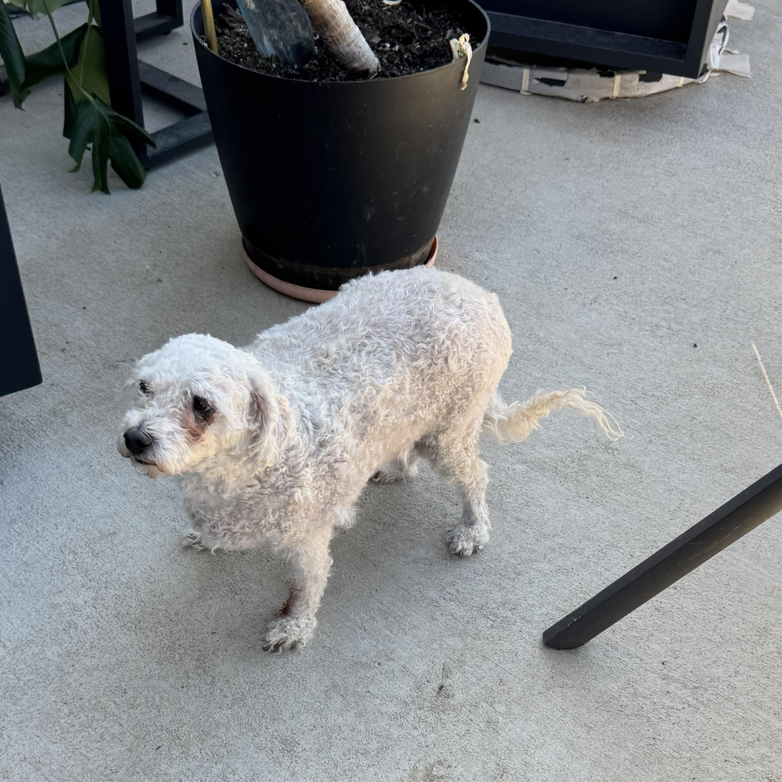 Enlarge Princess Buttercup, a Adoptable Miniature Poodle in Loveland, CO image 4/4