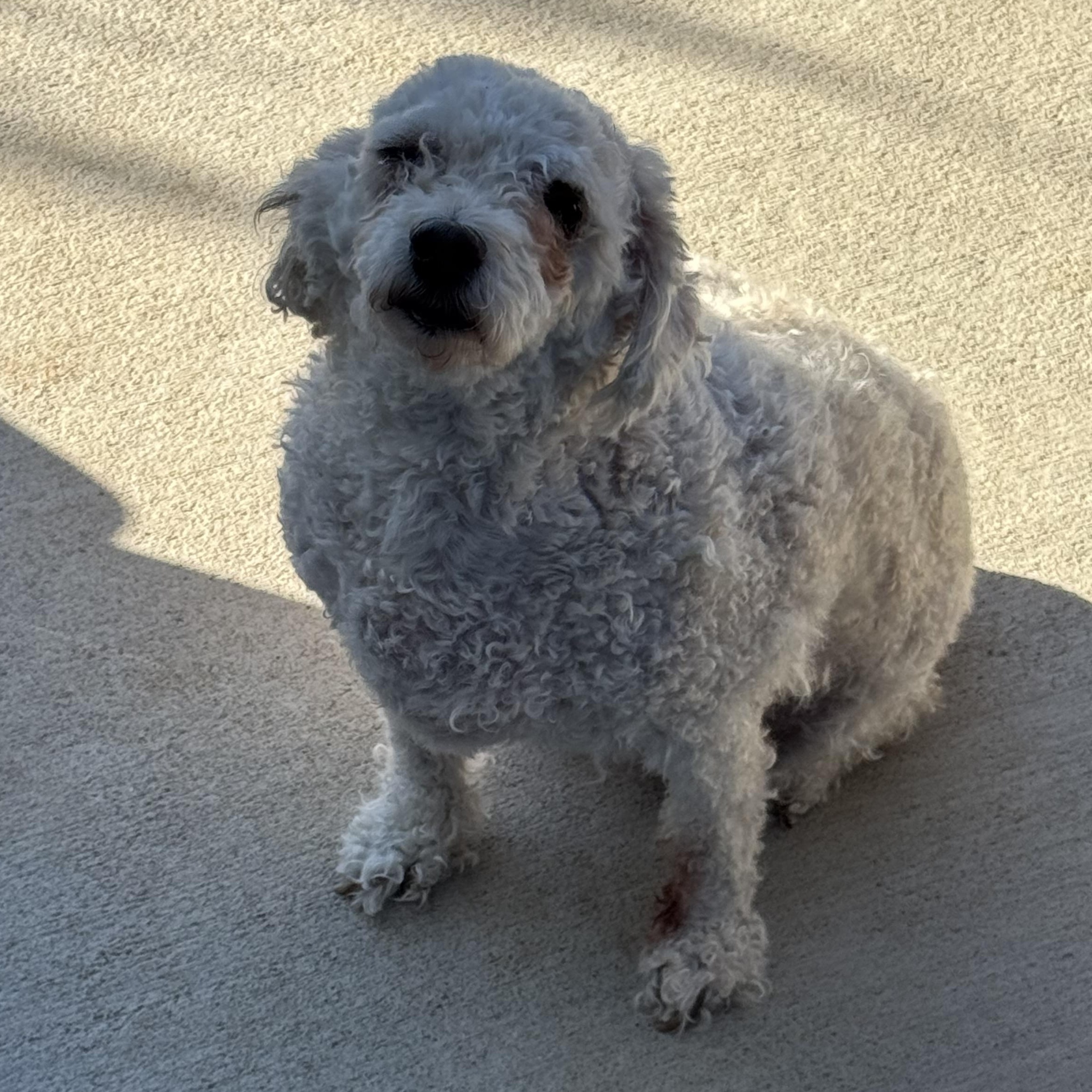 Princess Buttercup, Adoptable, Adult Female Miniature Poodle.