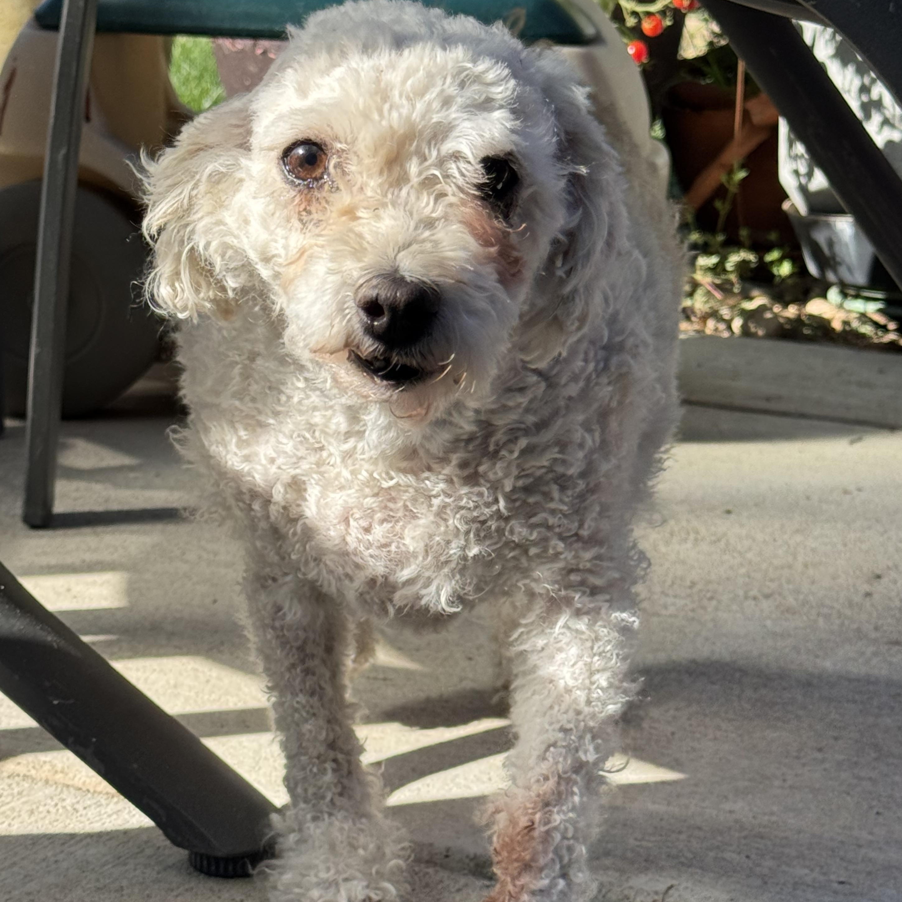 Enlarge Princess Buttercup, a Adoptable Miniature Poodle in Loveland, CO image 2/4